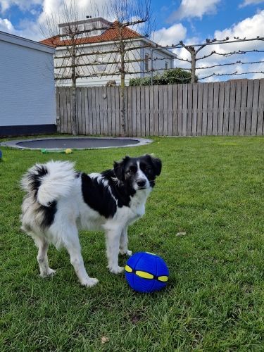 BUY MORE SAVE MORE💥The Doggy Disc Ball💞
